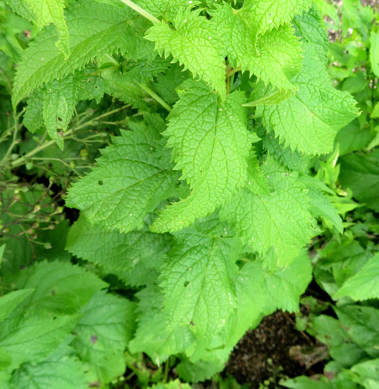 Scrophularia versicolor — search result for 'Scrophularia'