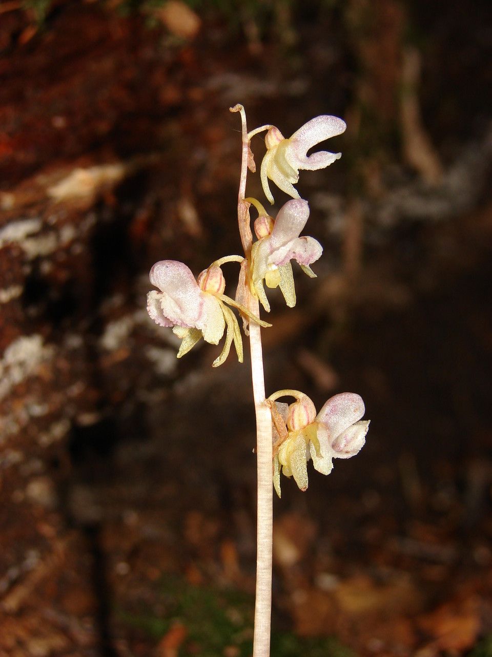 Epipogium aphyllum other