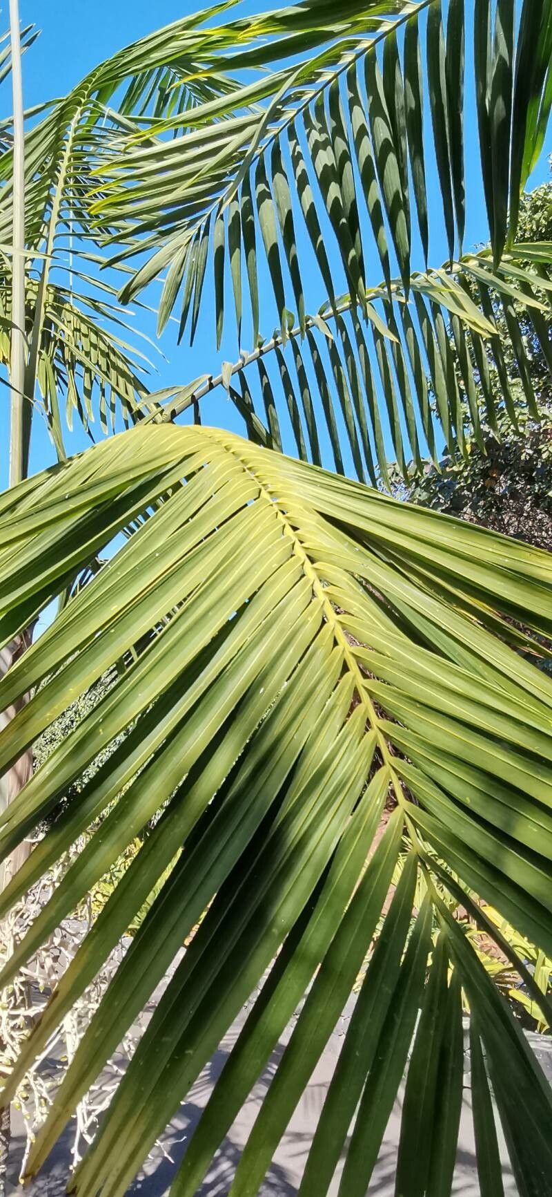 Veitchia metiti leaf