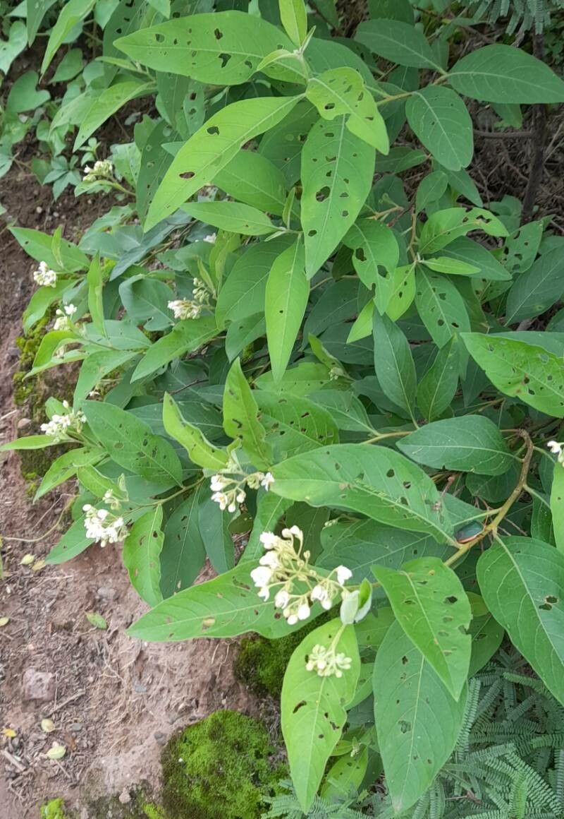Solanum argentinum habit