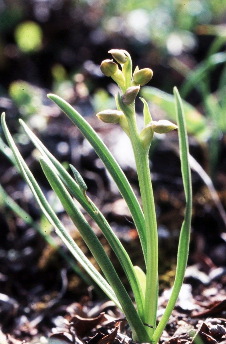 Chamorchis alpina — search result for 'Orchidaceae'