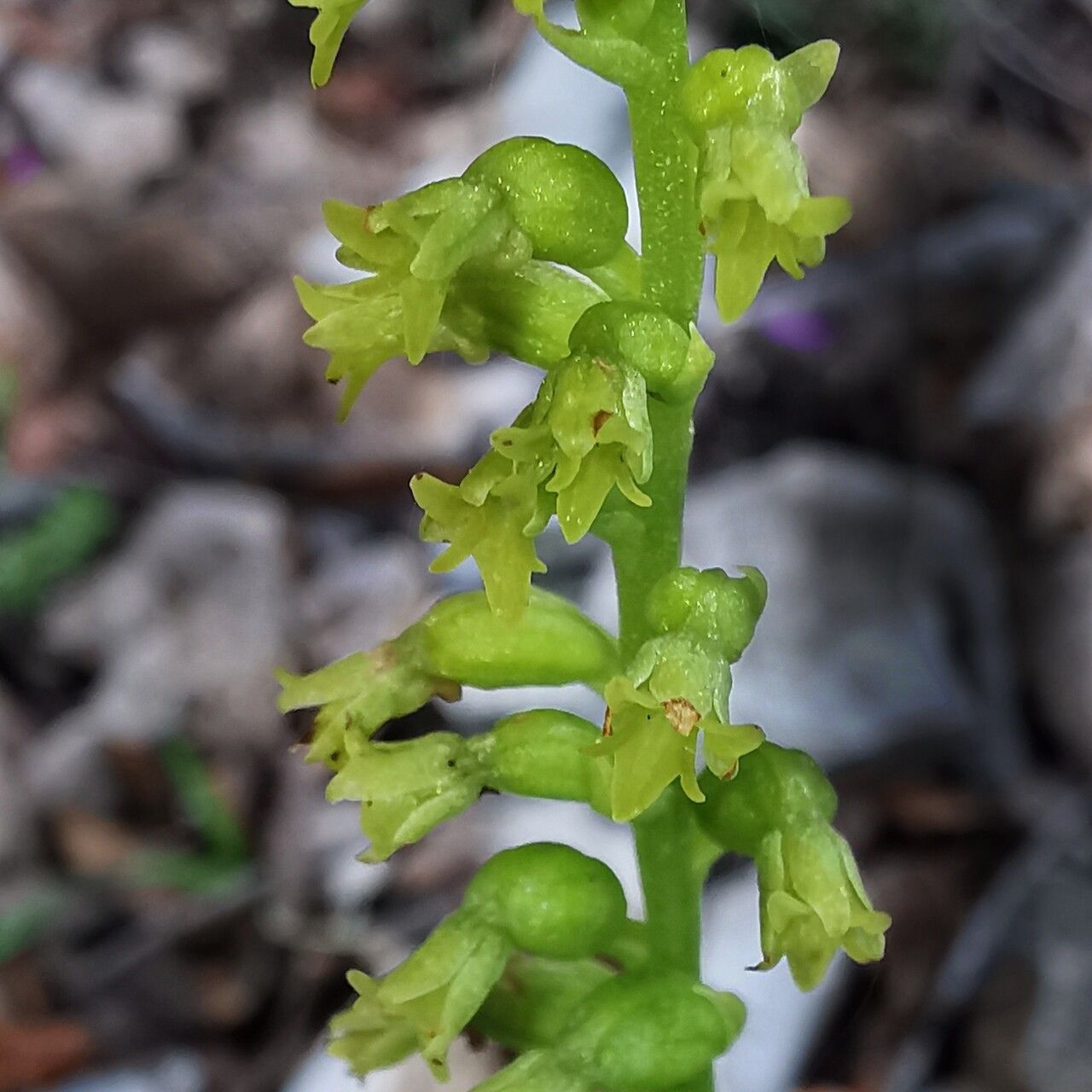 Gennaria diphylla flower