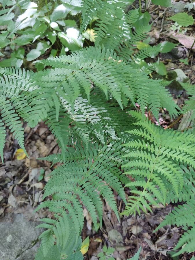 Dryopteris marginalis habit