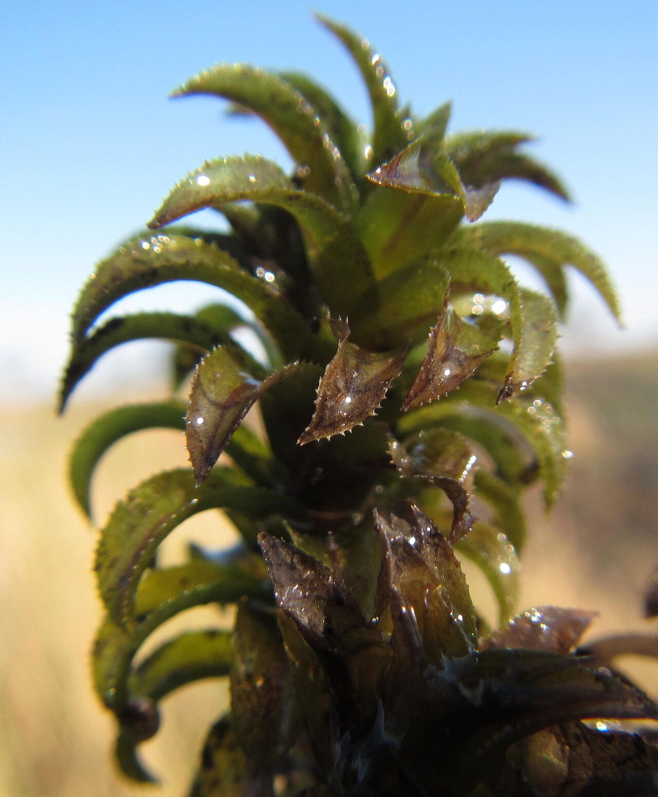 Lagarosiphon ilicifolius — related species from the same genus