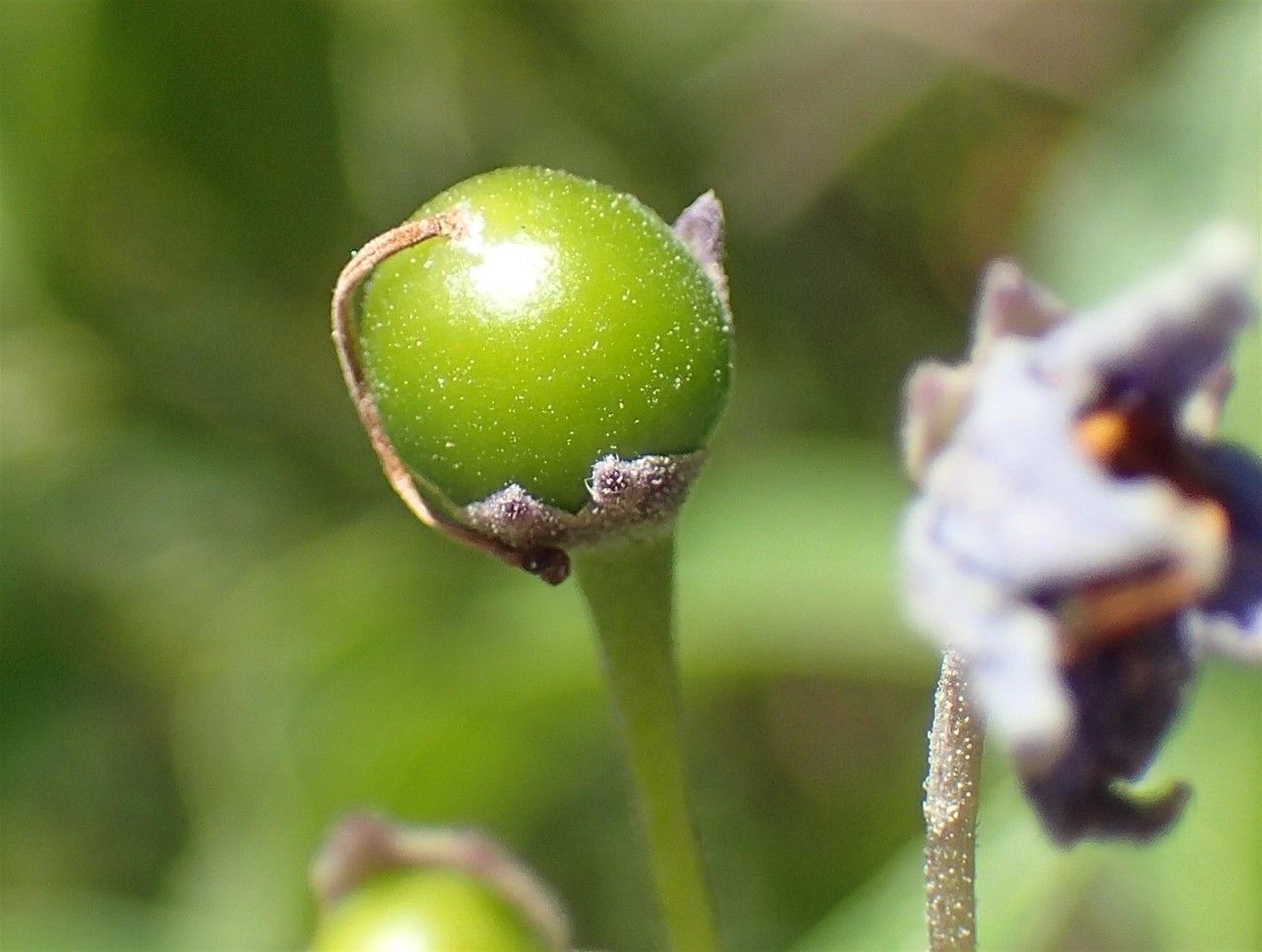 Solanum crispum fruit