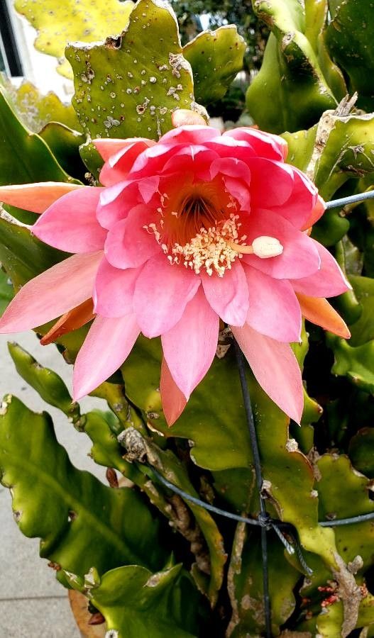 Hylocereus stenopterus — search result for 'Hylocereus'