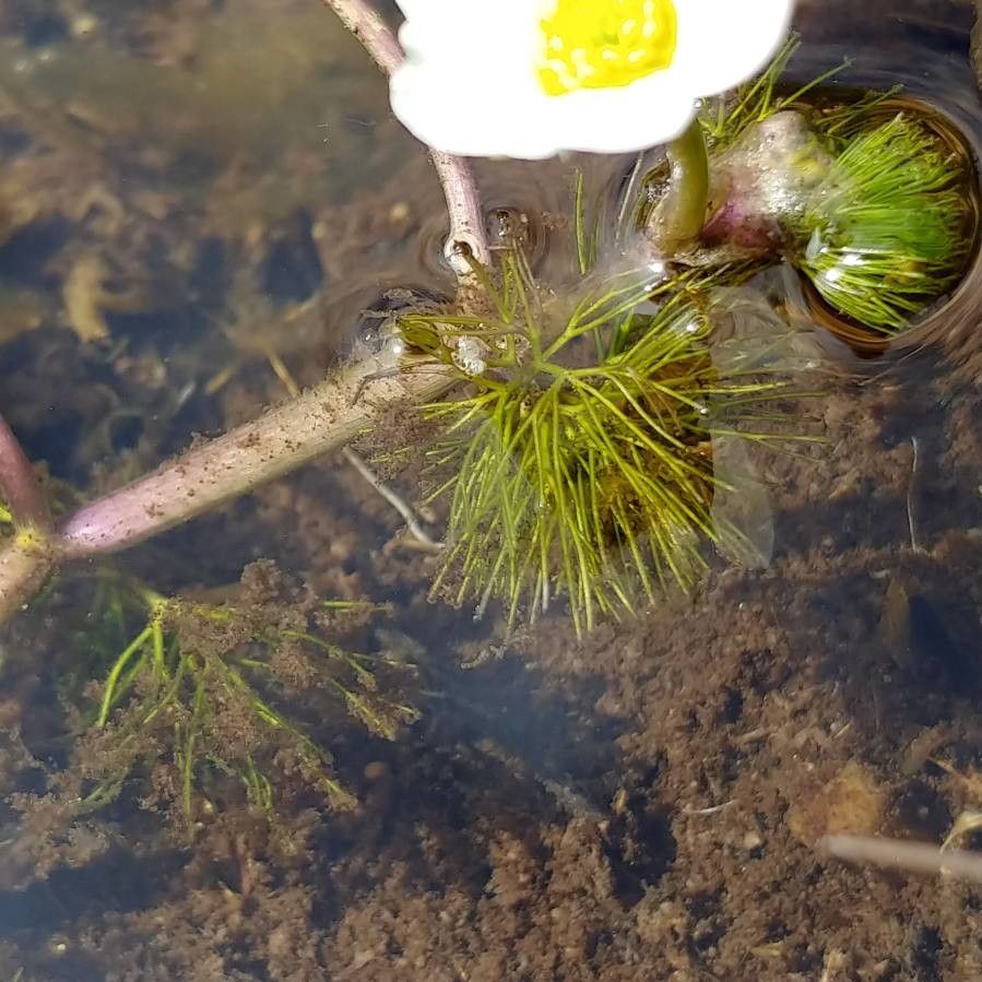 Ranunculus penicillatus — houseplant care guide