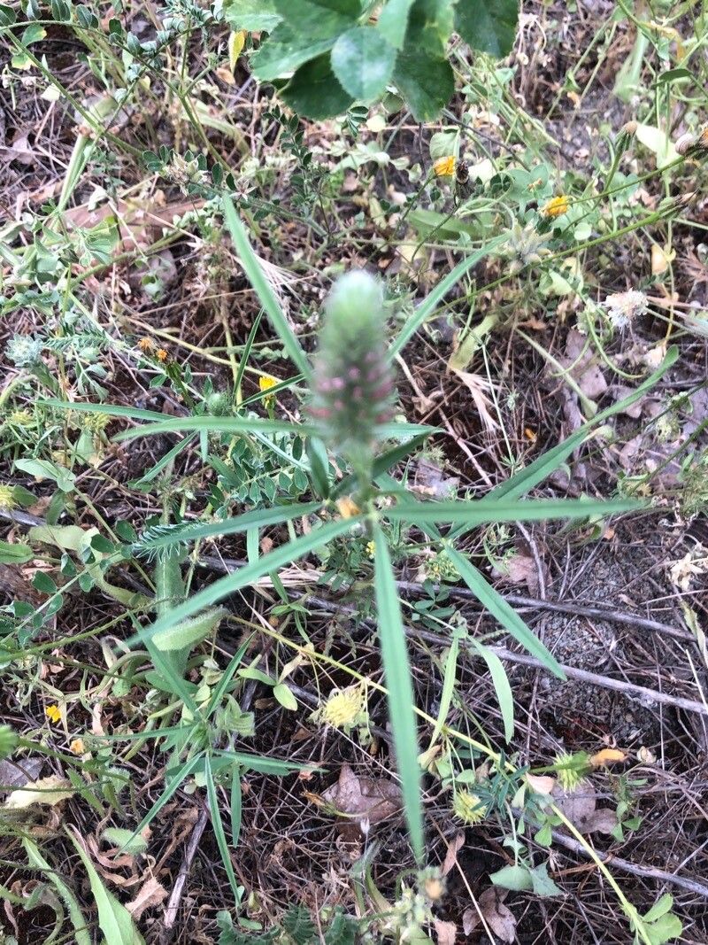 Trifolium angustifolium leaf