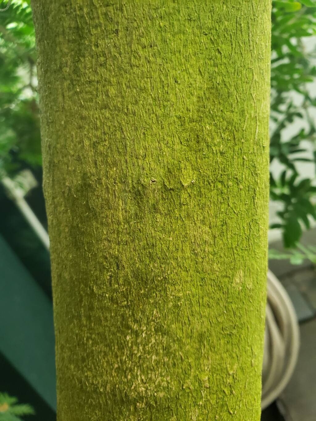 Plectrocarpa arborea bark