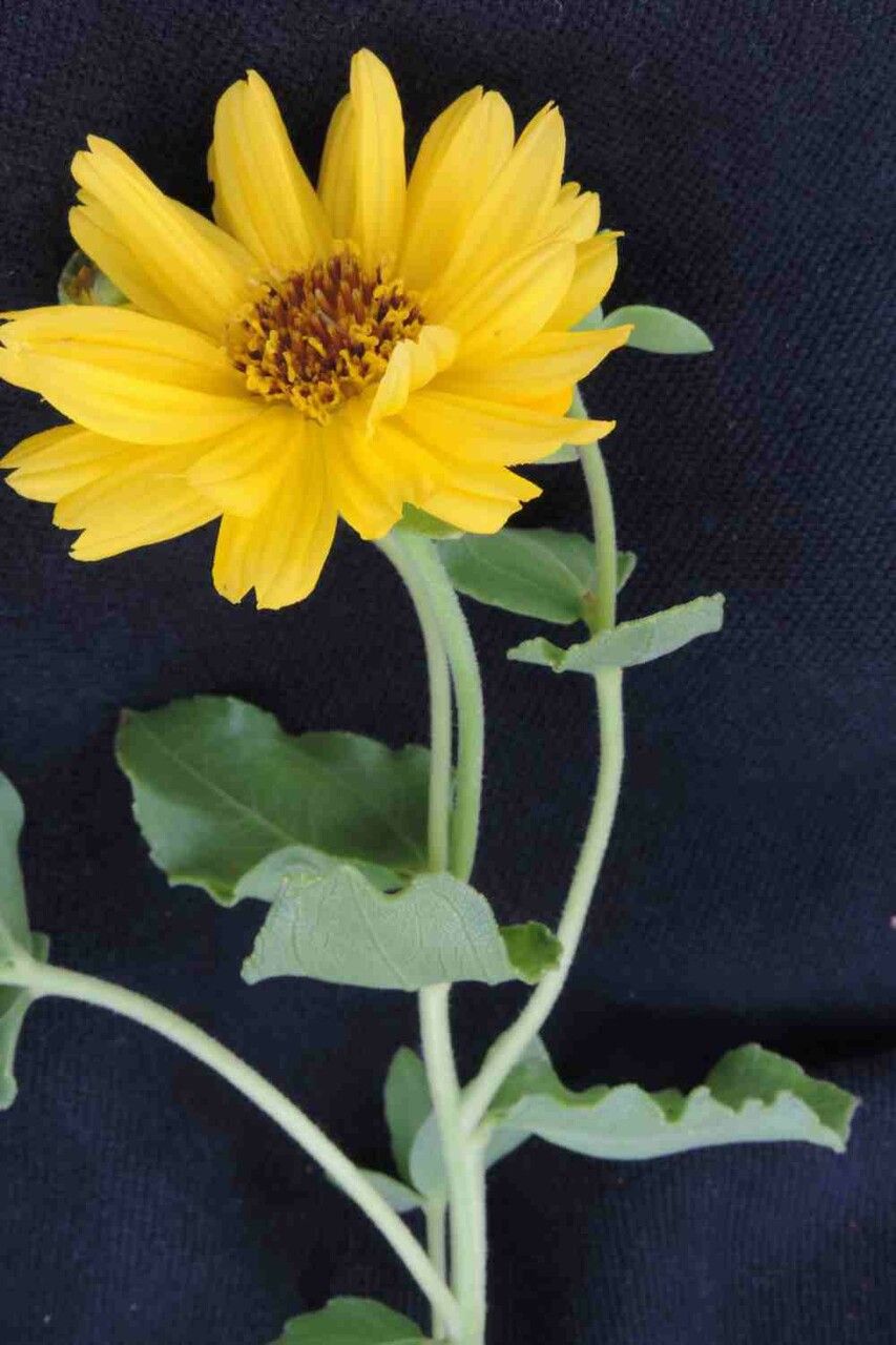 Aldama grandiflora flower