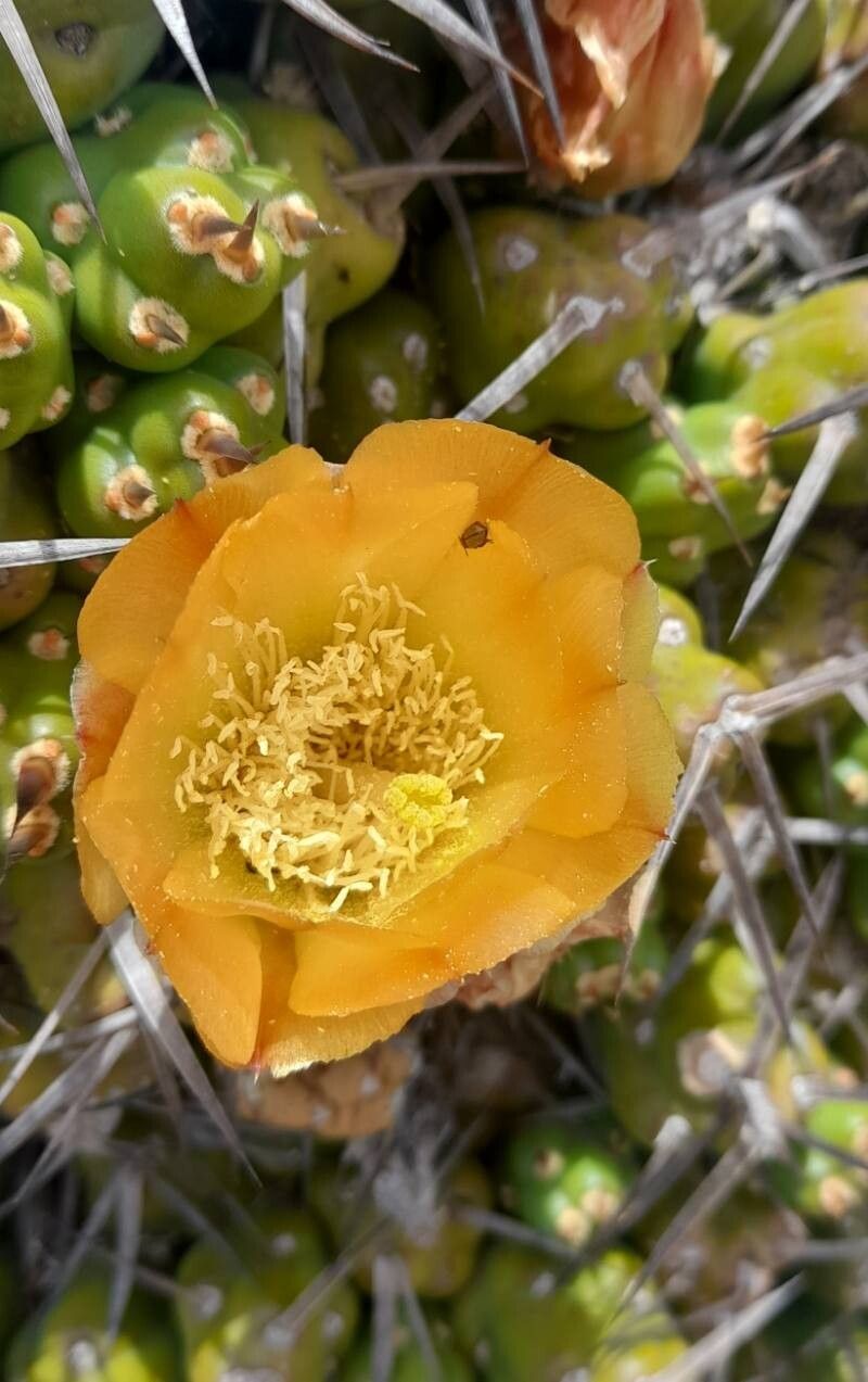 Maihueniopsis hickenii flower