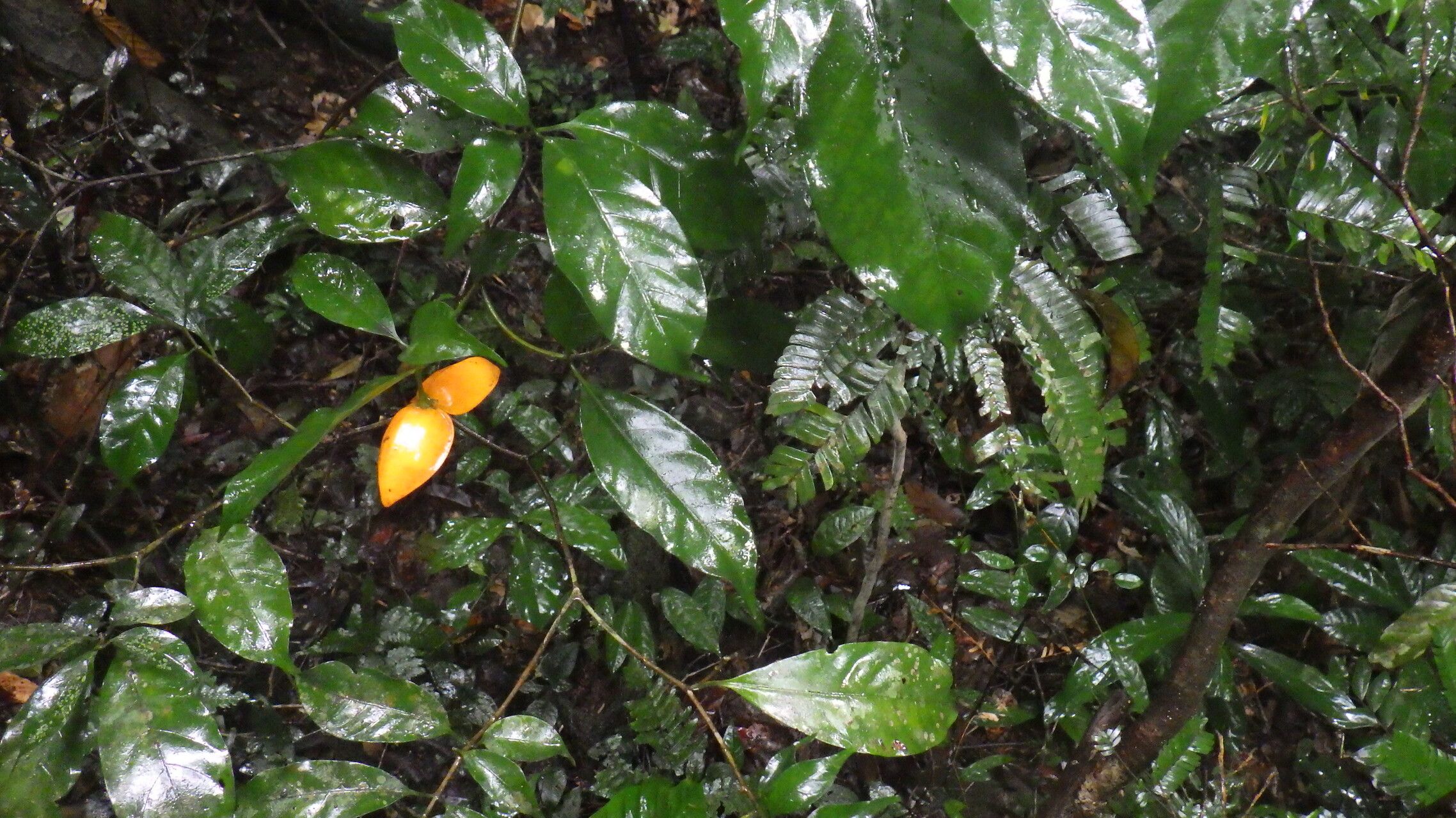 Tabernaemontana inconspicua habit