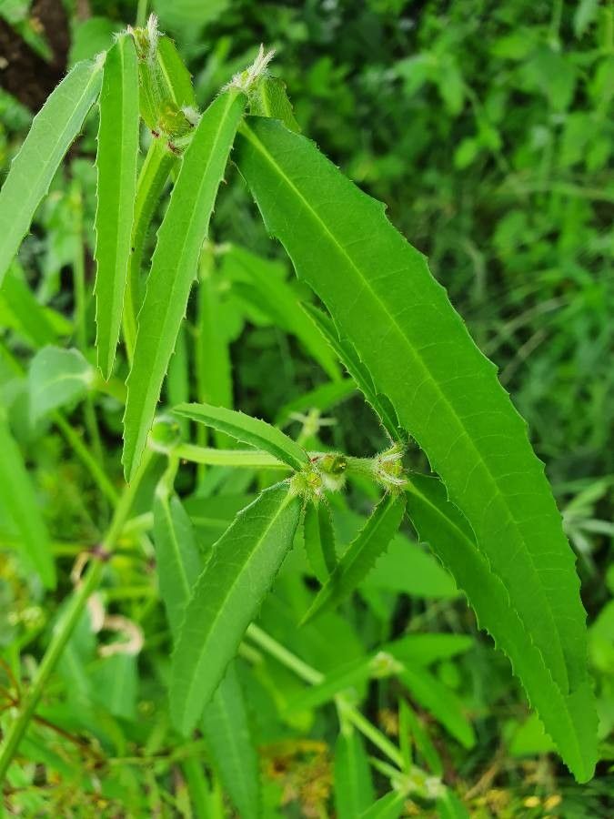 Euphorbia crotonoides leaf