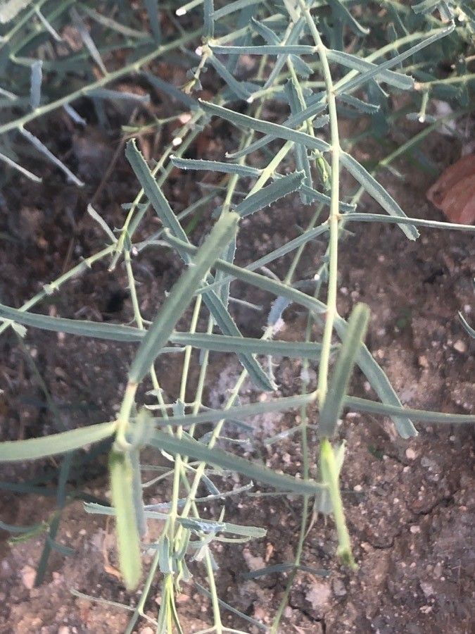 Vicia peregrina — search result for 'Vicia'