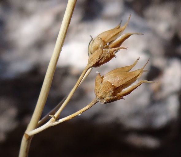 Penstemon stephensii fruit