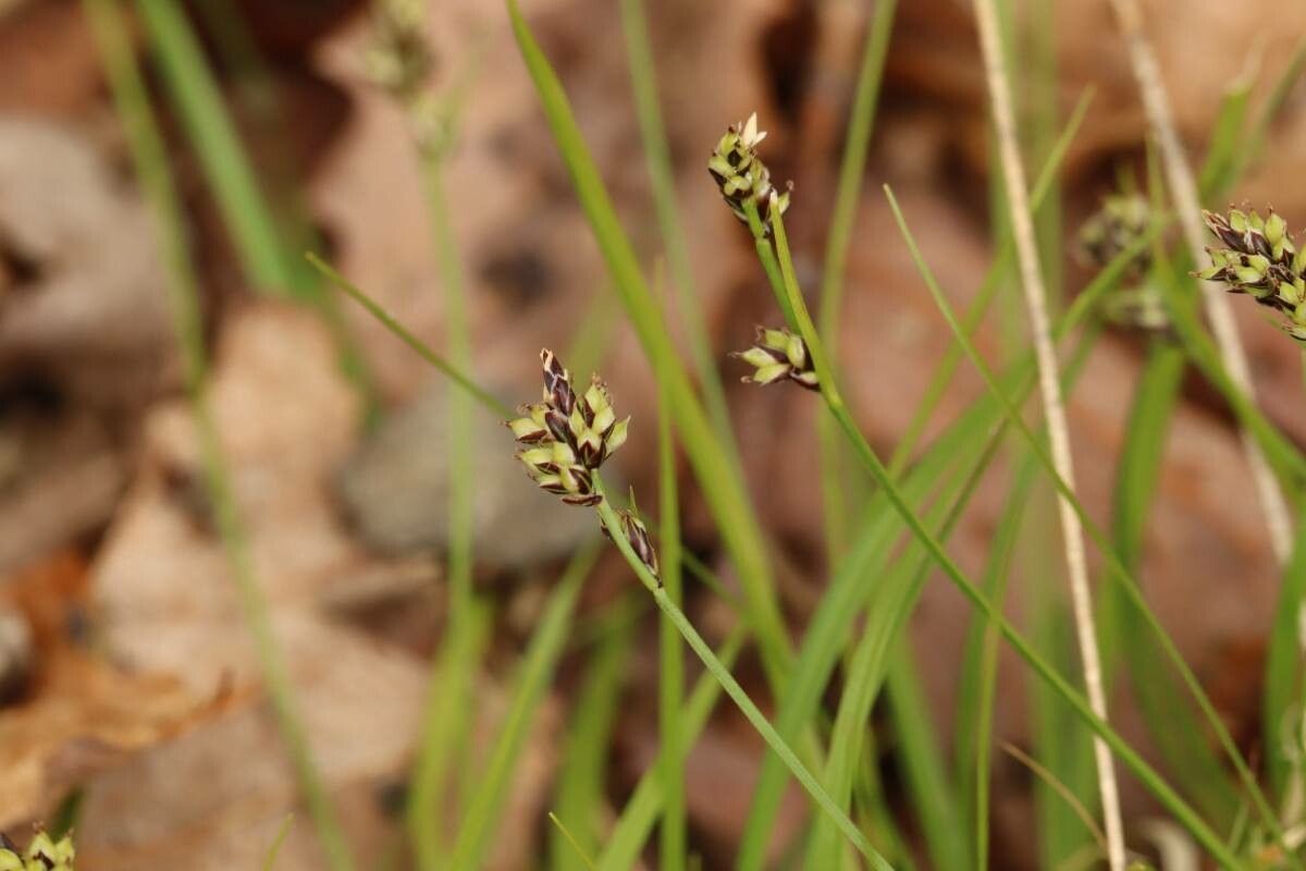 Carex oxyandra — houseplant care guide