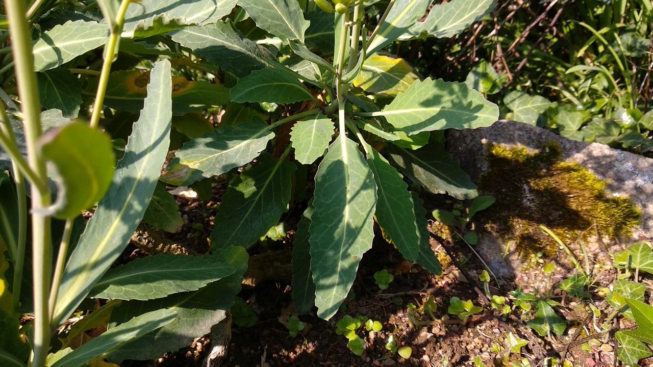 Brassica insularis leaf
