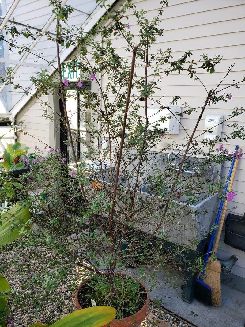Prostanthera rotundifolia habit