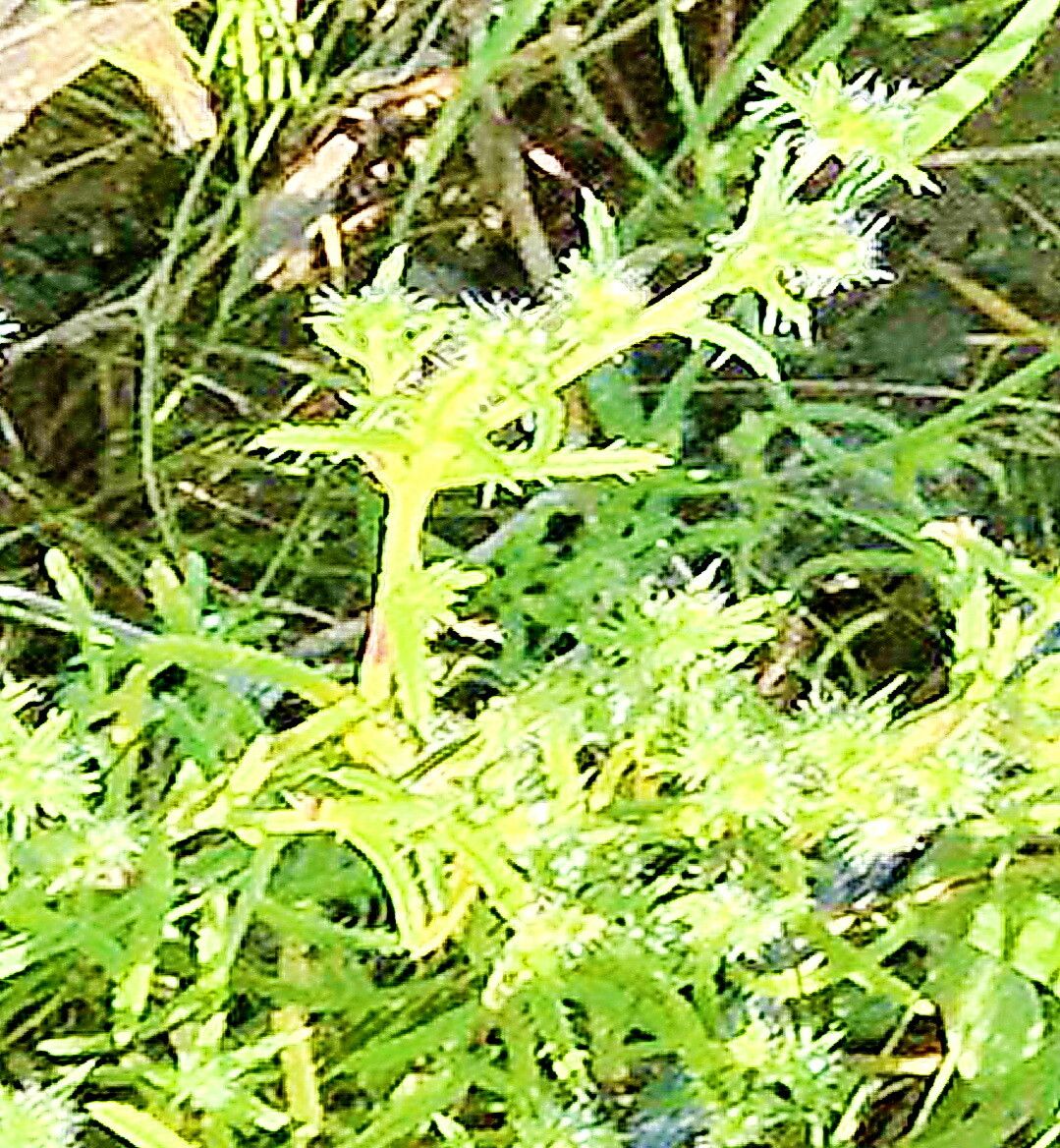 Cryptantha maritima — search result for 'Cryptantha'