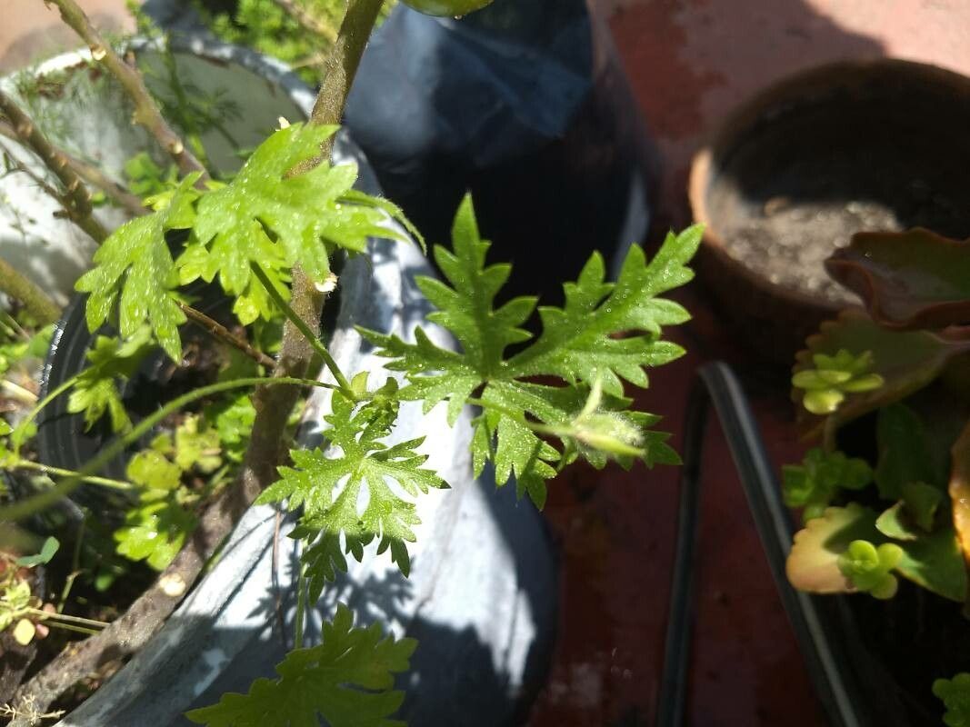 Modiolastrum gilliesii leaf