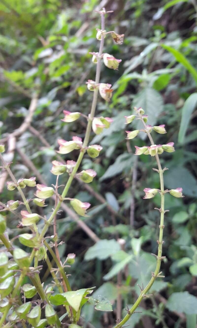 Ocimum carnosum flower