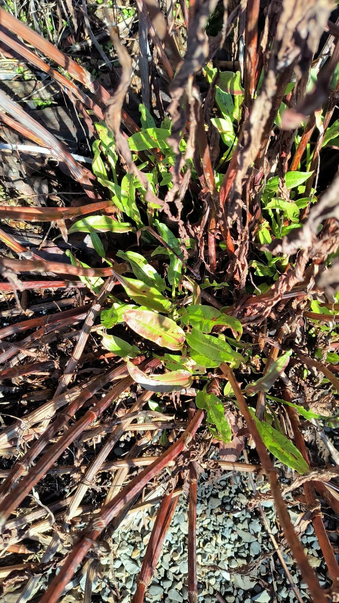 Rumex occidentalis — houseplant care guide