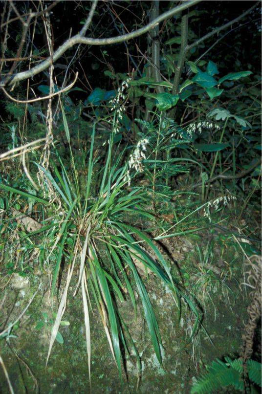 Hierochloe occidentalis habit