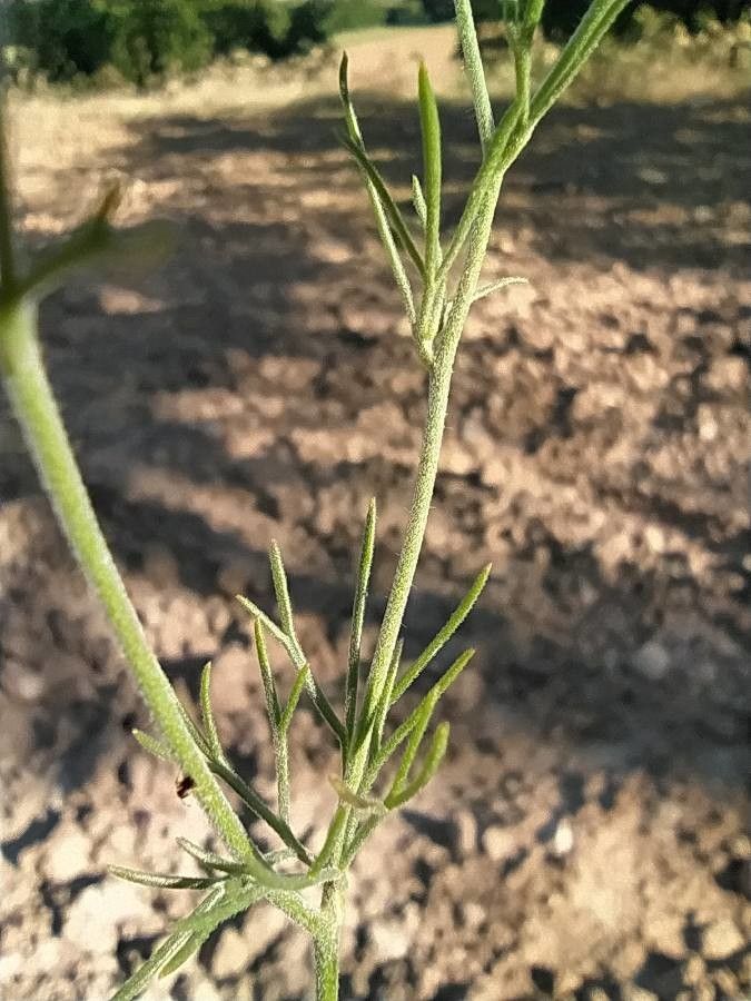 Delphinium pubescens — search result for 'Delphinium'