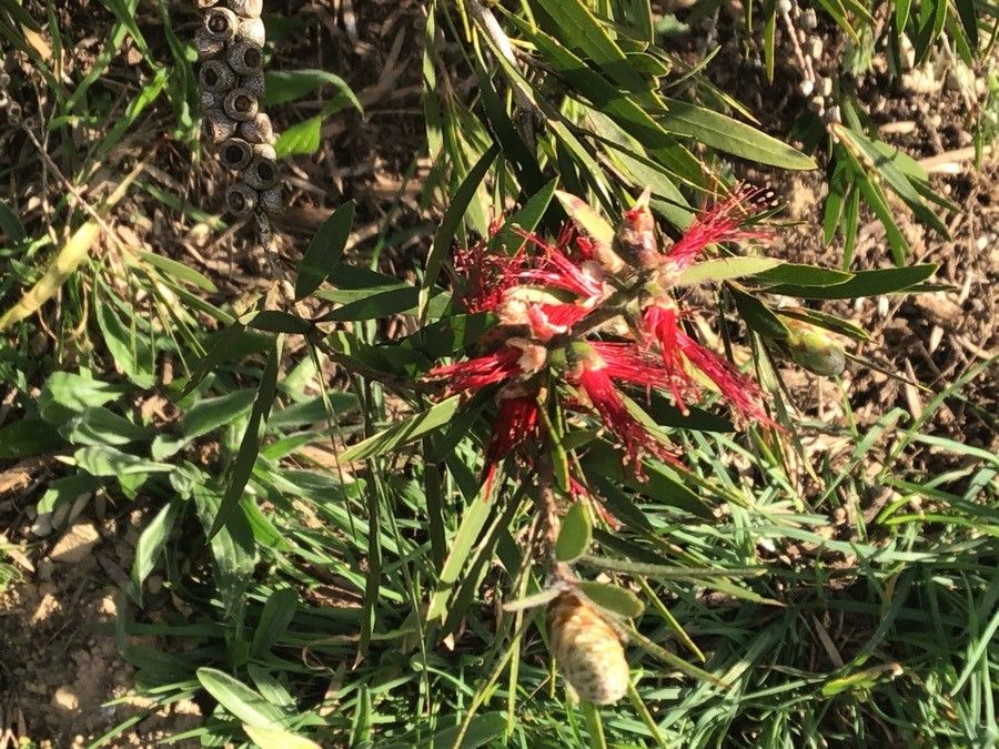 Callistemon viminalis
