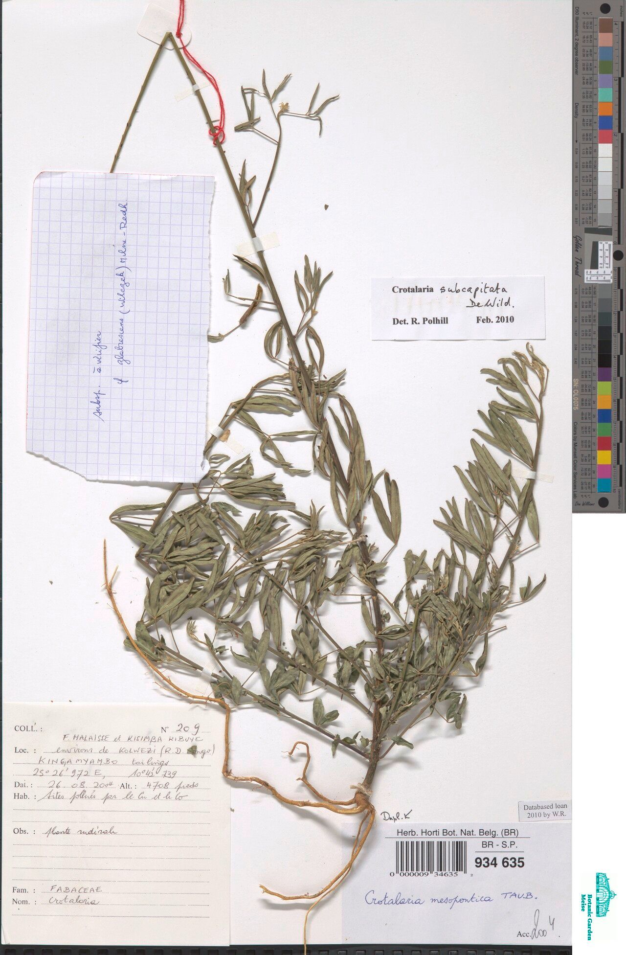 Crotalaria exelliana — houseplant care guide