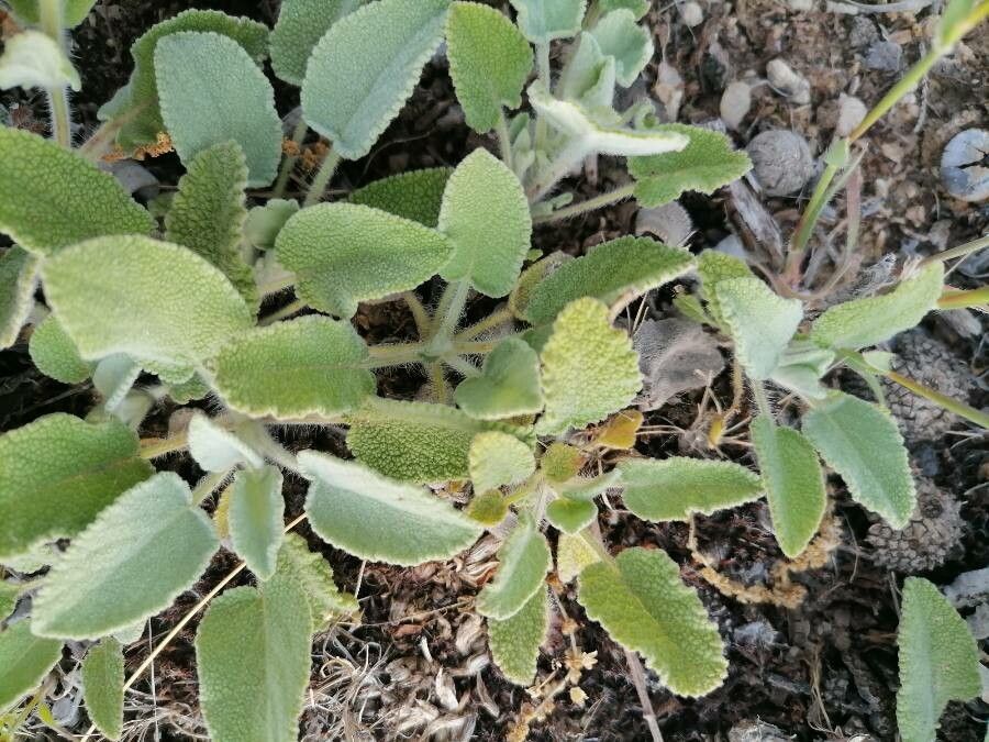 Sideritis gomeraea flower