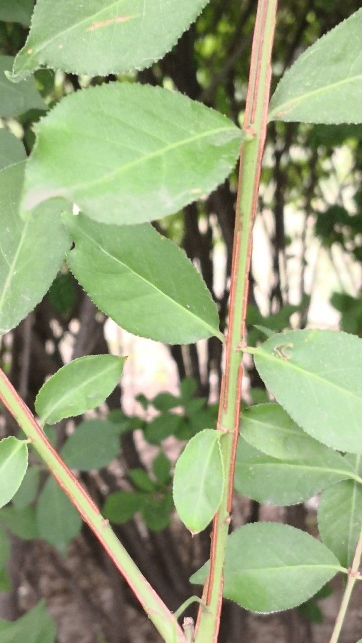 Euonymus occidentalis bark