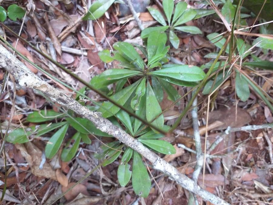 Manilkara sulcata — houseplant care guide