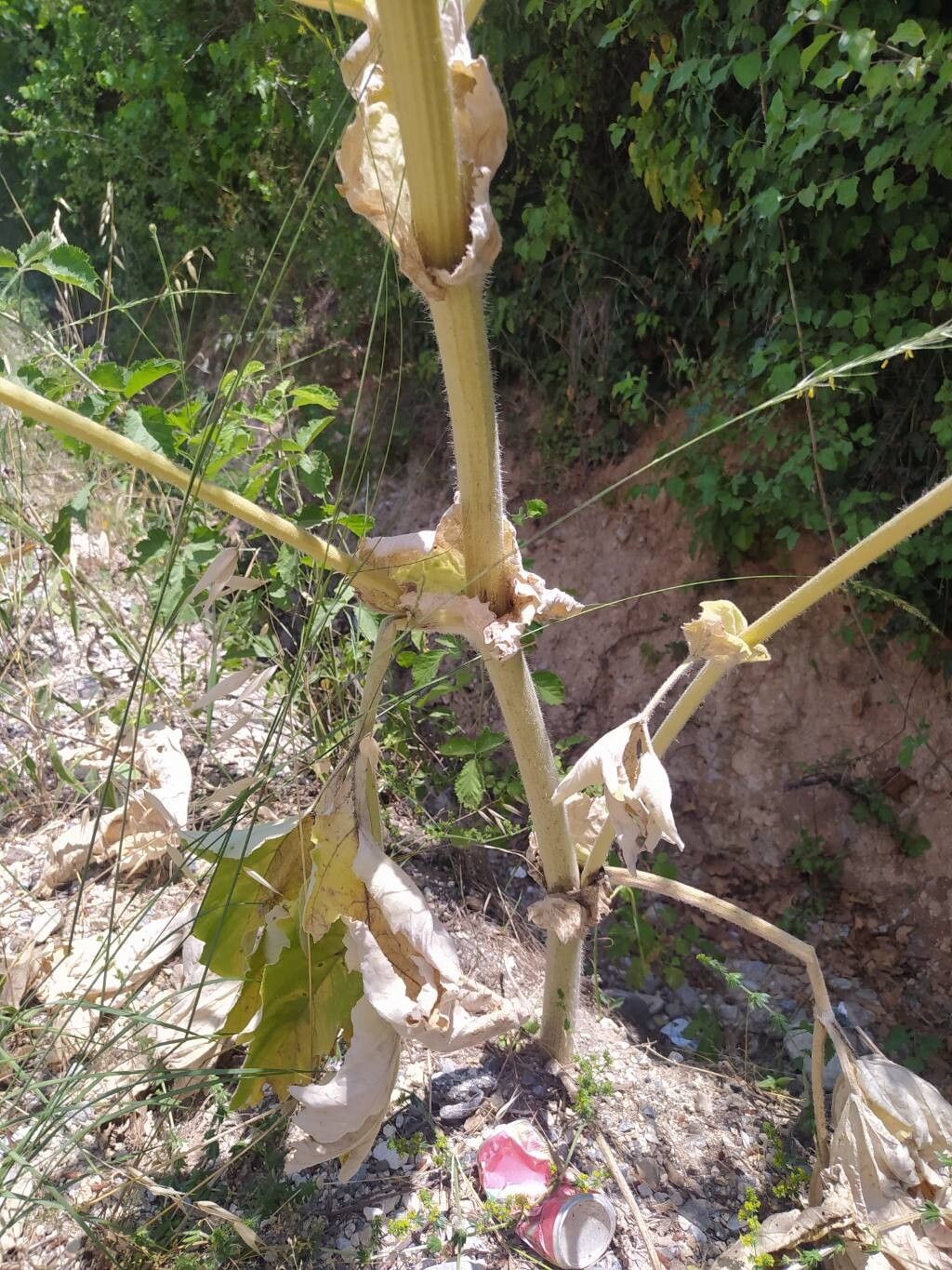Heracleum amanum bark