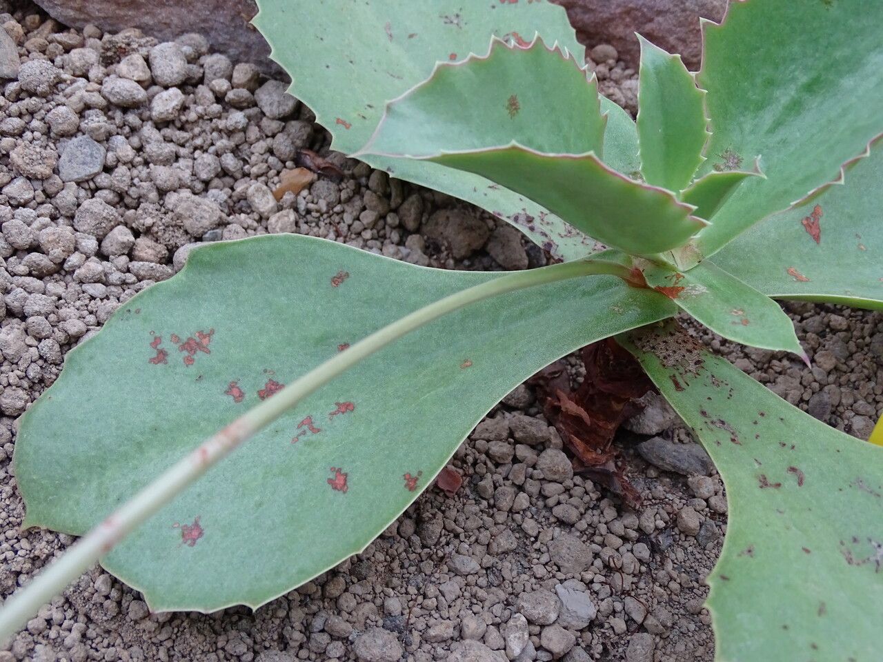 Kalanchoe gastonis-bonnieri leaf