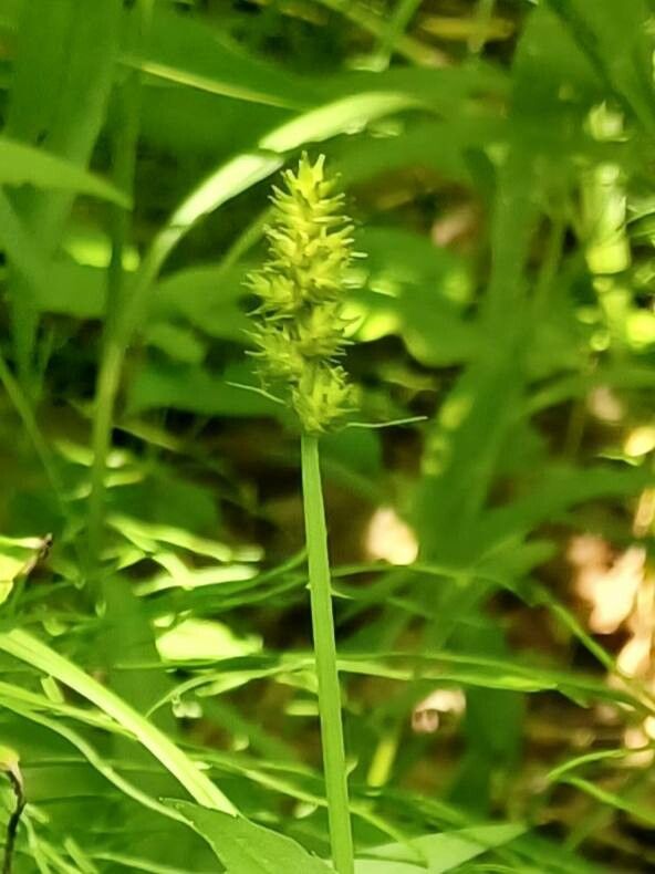 Carex stipata fruit