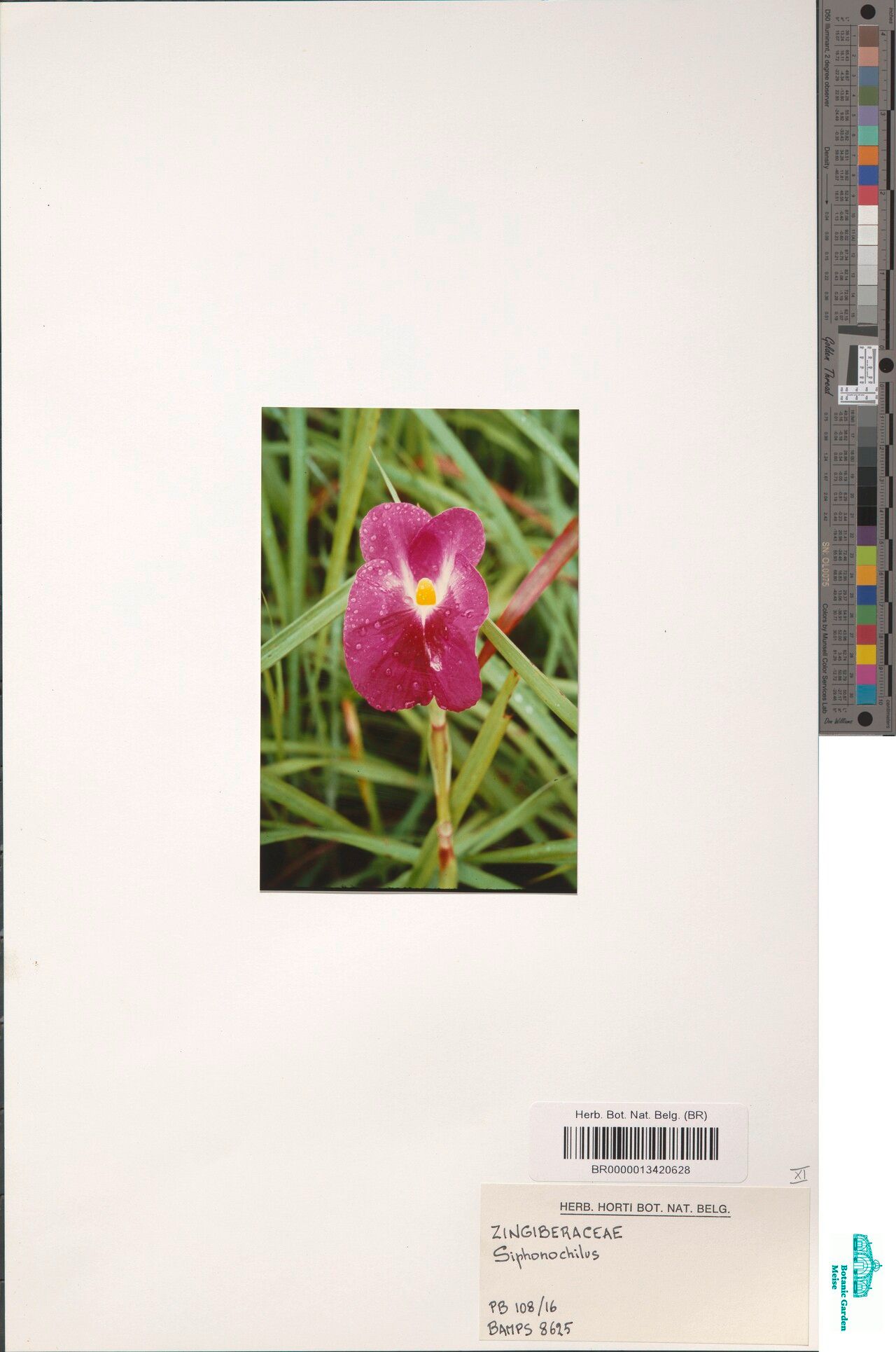 Siphonochilus pleianthus — related species from the same genus