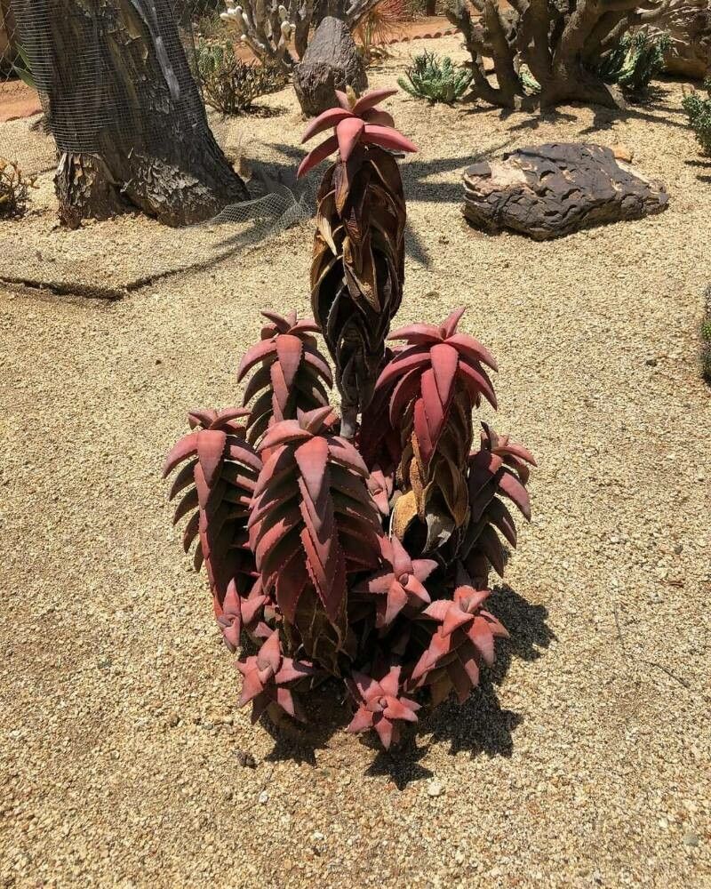 Aloe pearsonii — houseplant care guide