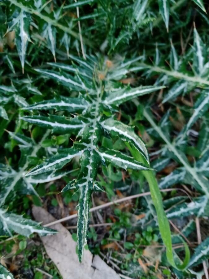 Galactites tomentosus — search result for 'Greece'