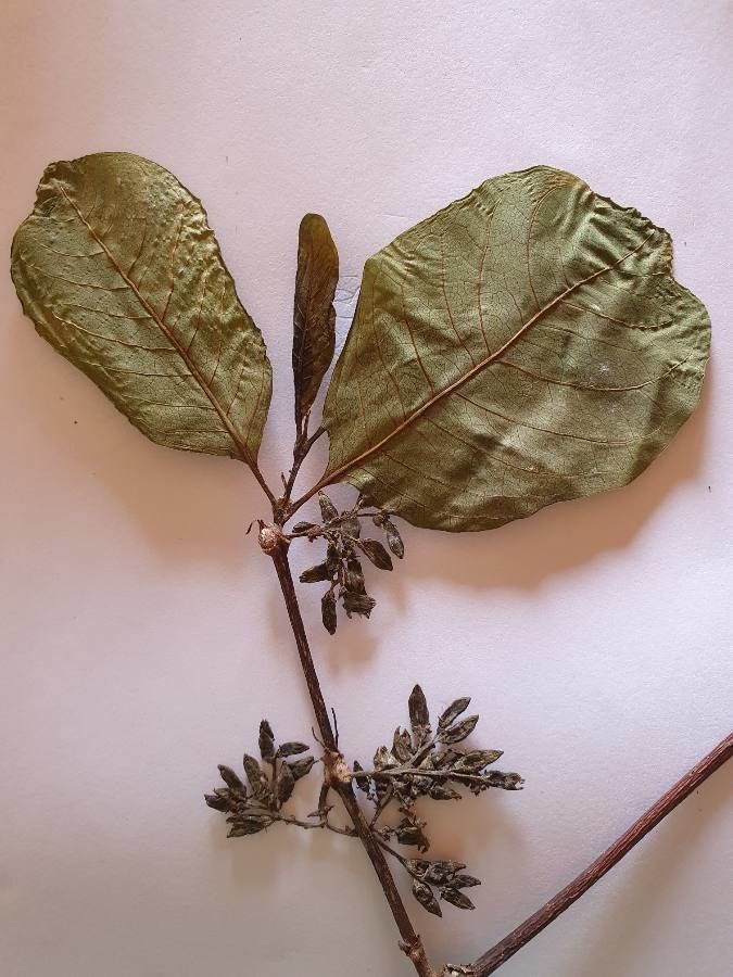 Vangueria madagascariensis leaf