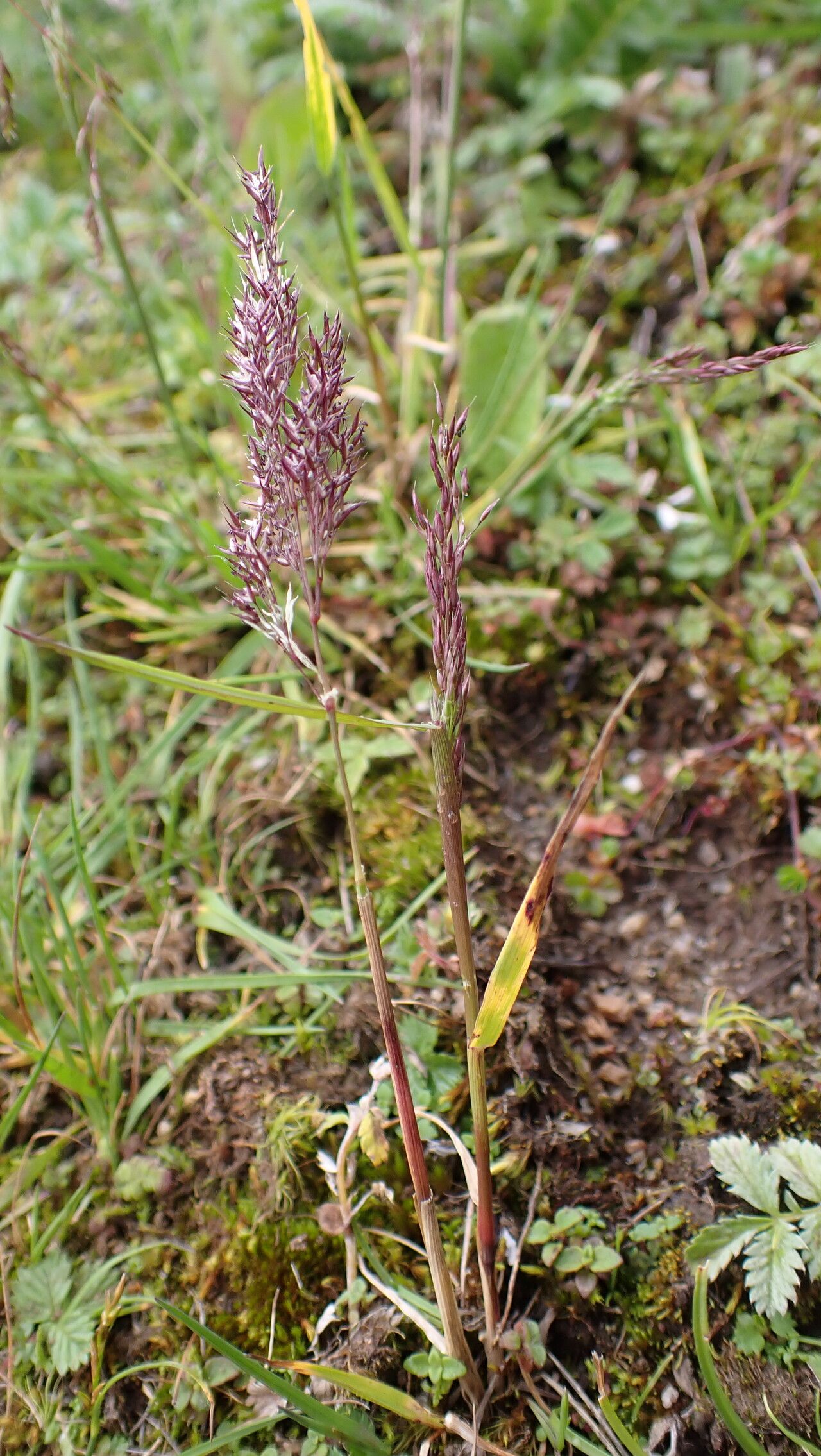 Calamagrostis lahulensis habit