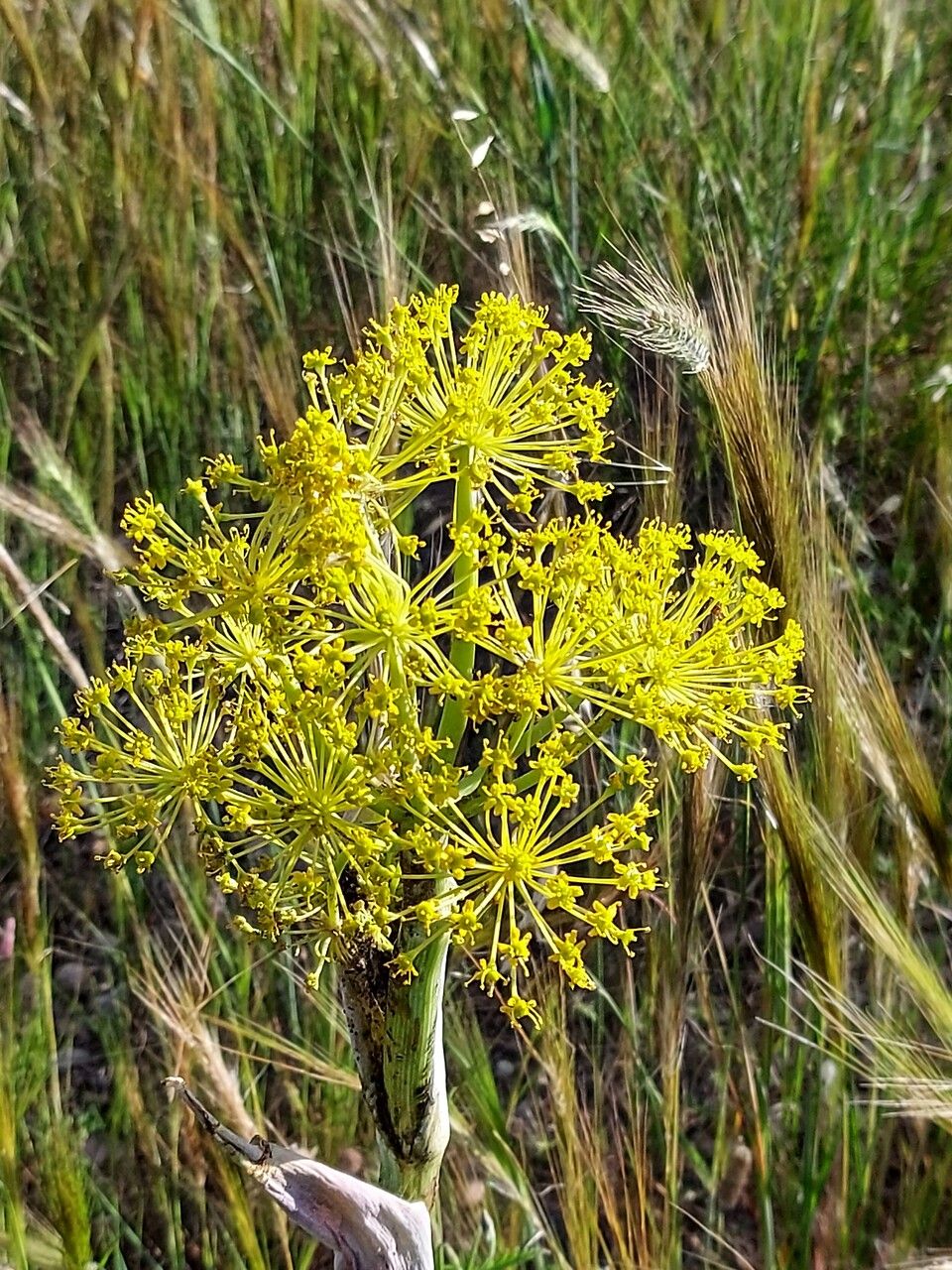 Thapsia villosa flower