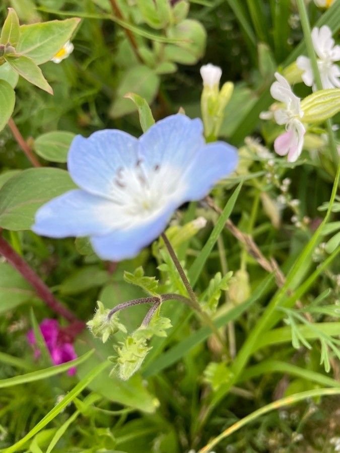 Nemophila menziezii leaf