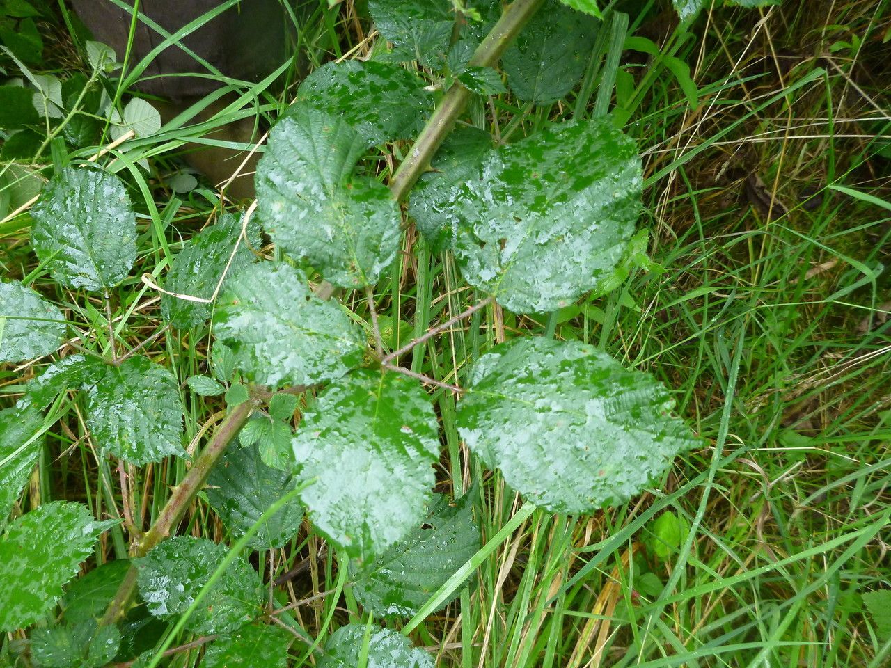 Rubus cuspidifer — houseplant care guide
