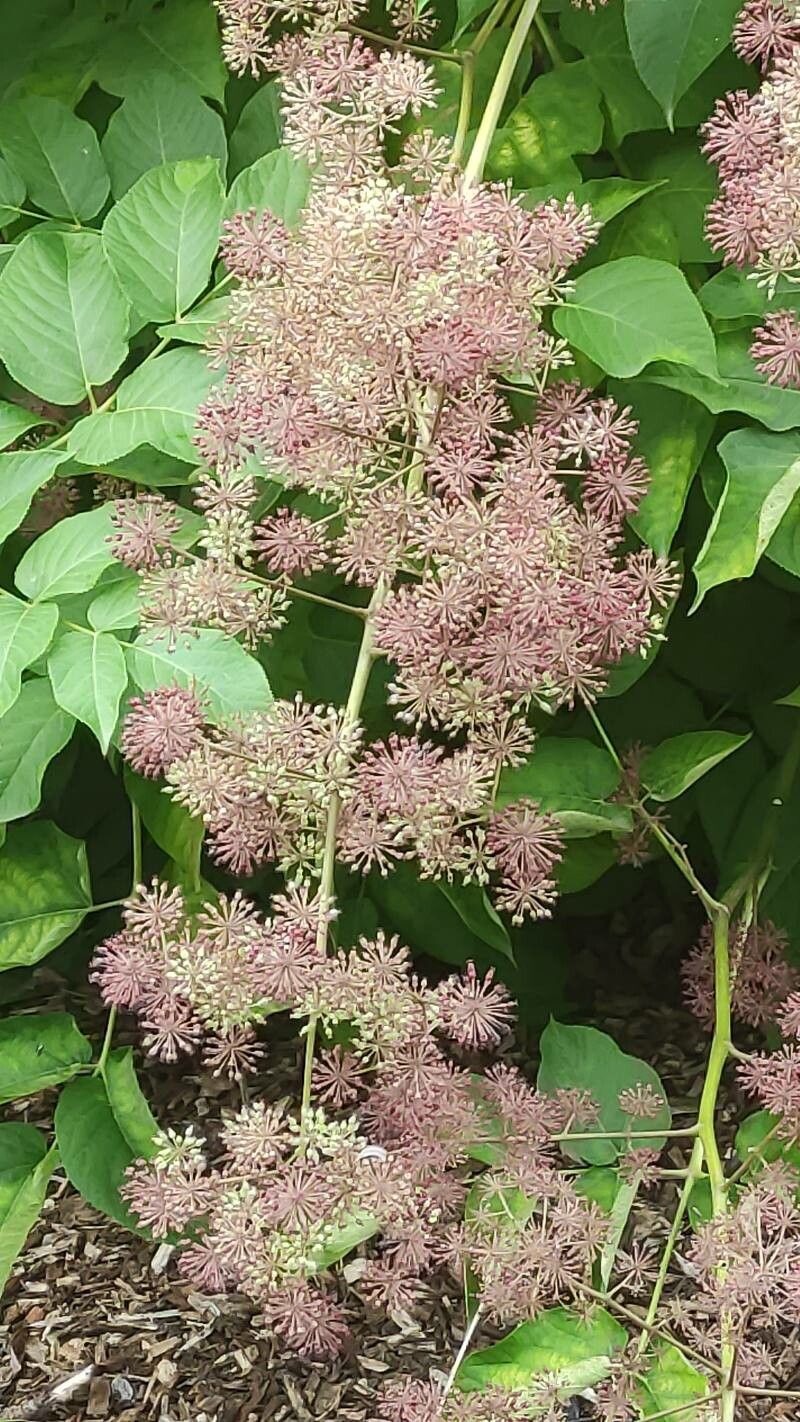 Aralia californica flower