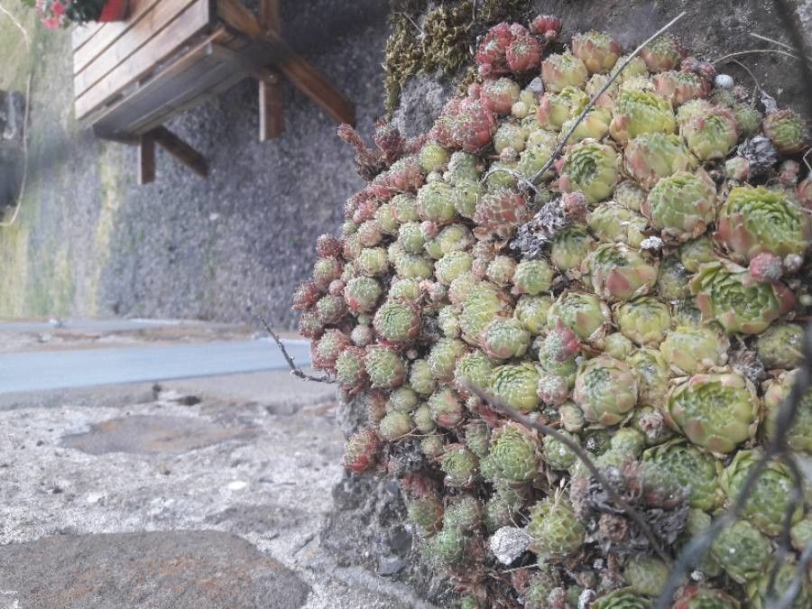 Sempervivum × barbulatum flower