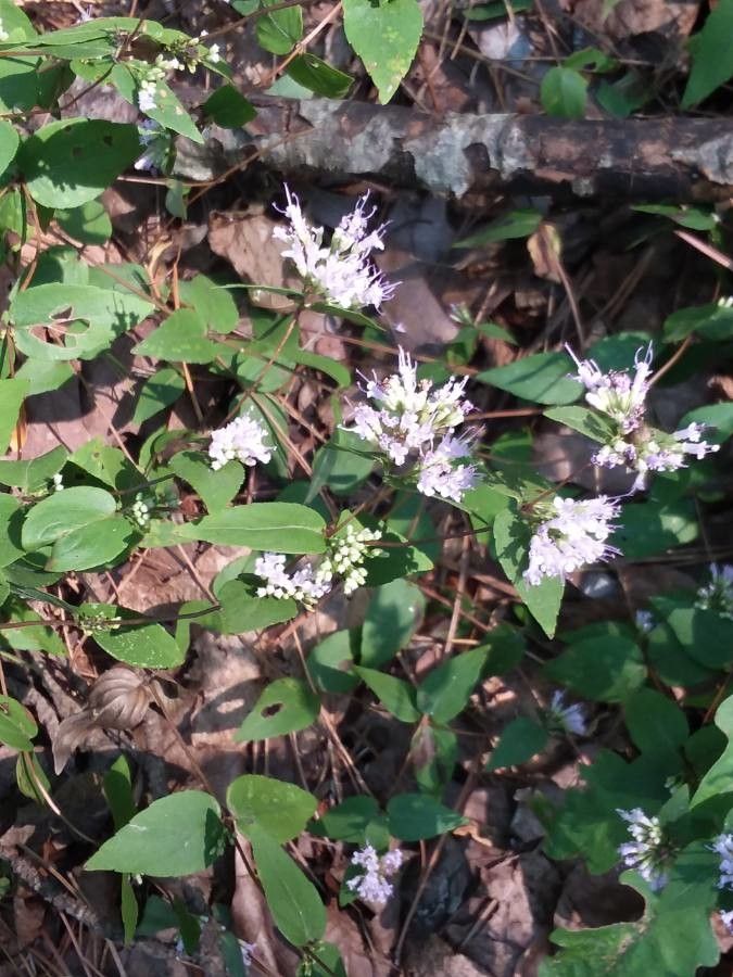Cunila origanoides flower