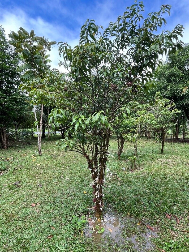 Clerodendrum kamhyoae habit