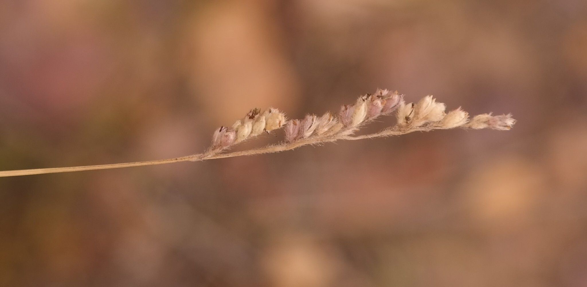 Urochloa serrata fruit