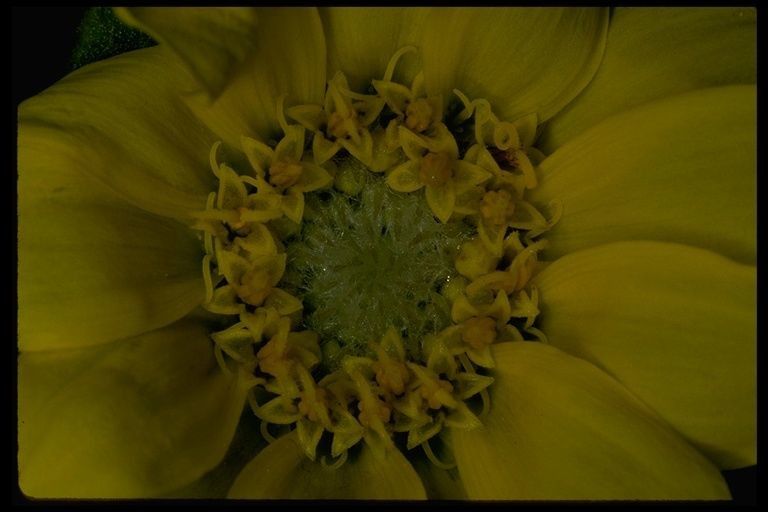 Agnorhiza bolanderi flower